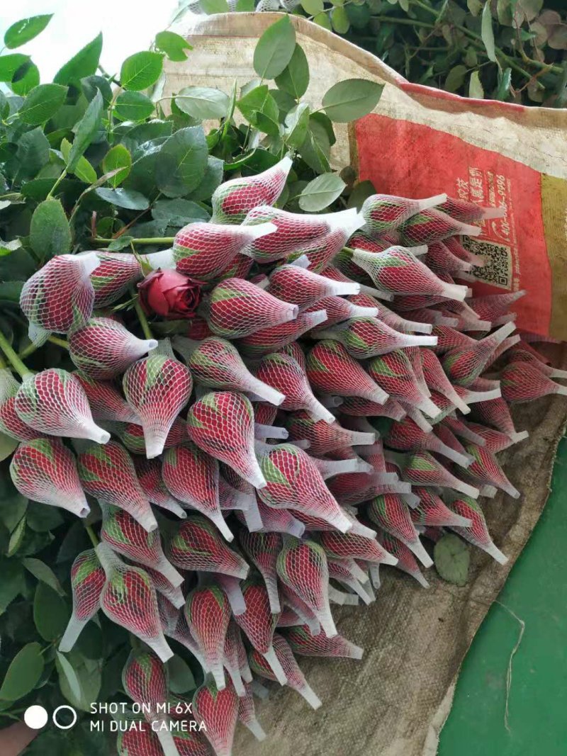 玫瑰鲜花花束婚庆用花家庭办公插花装饰团购批发