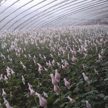 玫瑰鲜花花束婚庆用花家庭办公插花装饰团购批发