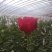 玫瑰鲜花花束婚庆用花家庭办公插花装饰团购批发