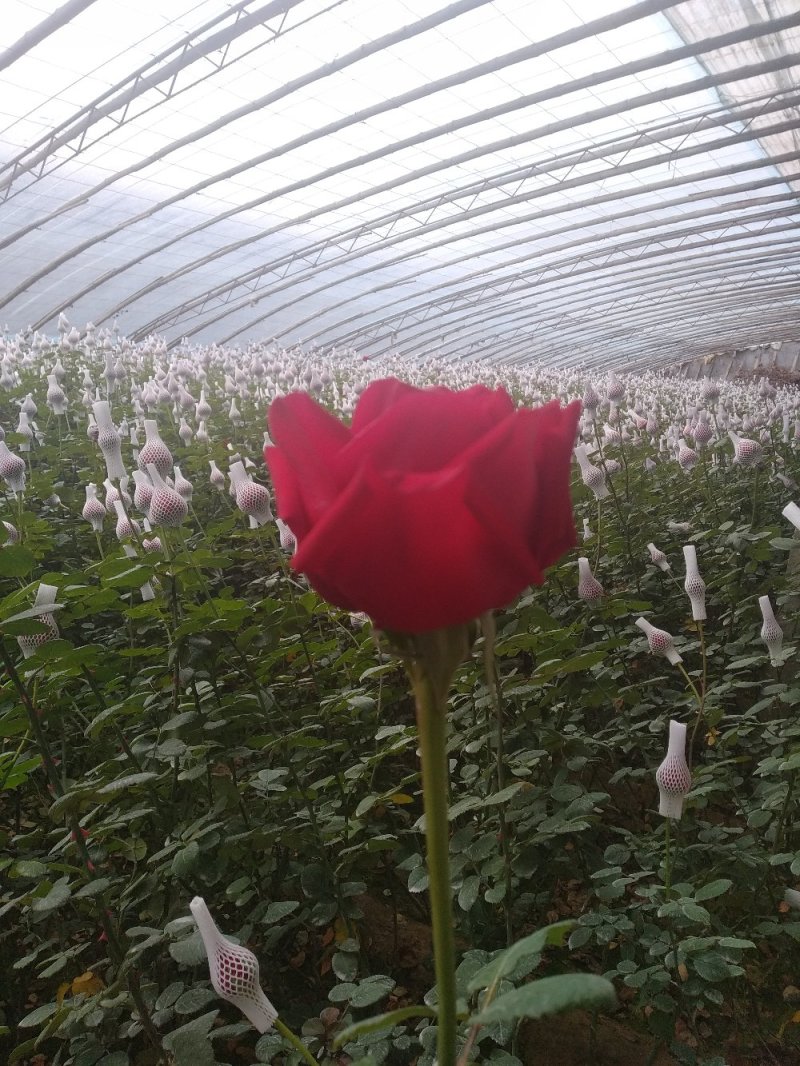 玫瑰鲜花花束婚庆用花家庭办公插花装饰团购批发