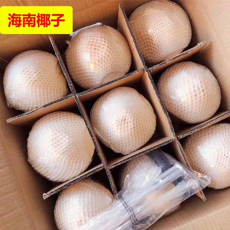 海南椰青9个装包邮批发零售一件代发椰子去皮椰