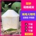 海南椰青9个装包邮批发零售一件代发椰子去皮椰