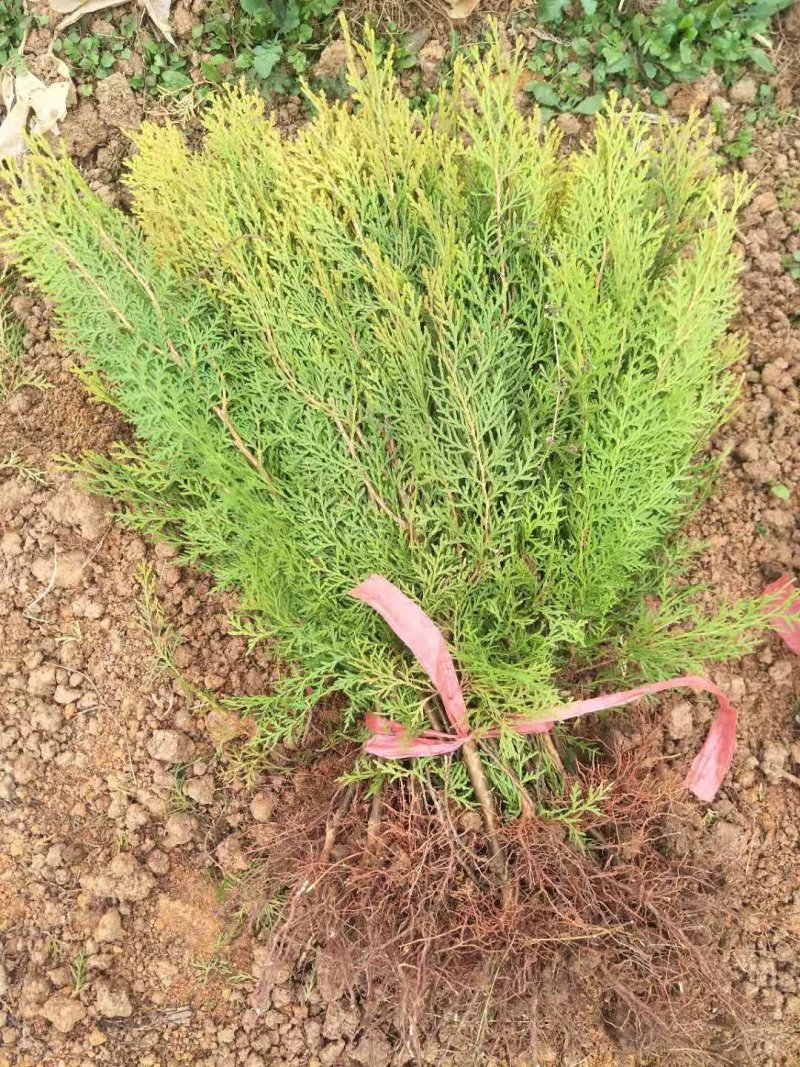 晒金柏小苗园林绿化工程用苗常绿植物