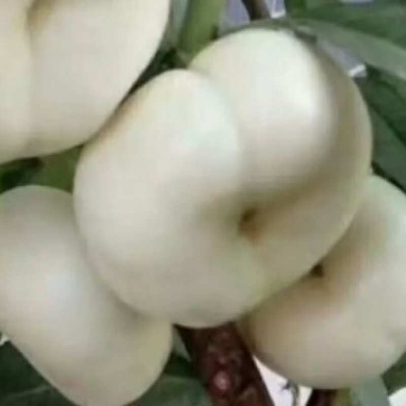 我苗木园常年精心培育好的优良品种，白奶油蟠桃苗