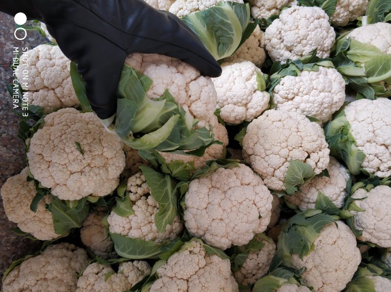 光头白花菜花精品光头乳白紧花现货