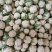 光头白花菜花精品光头乳白紧花现货
