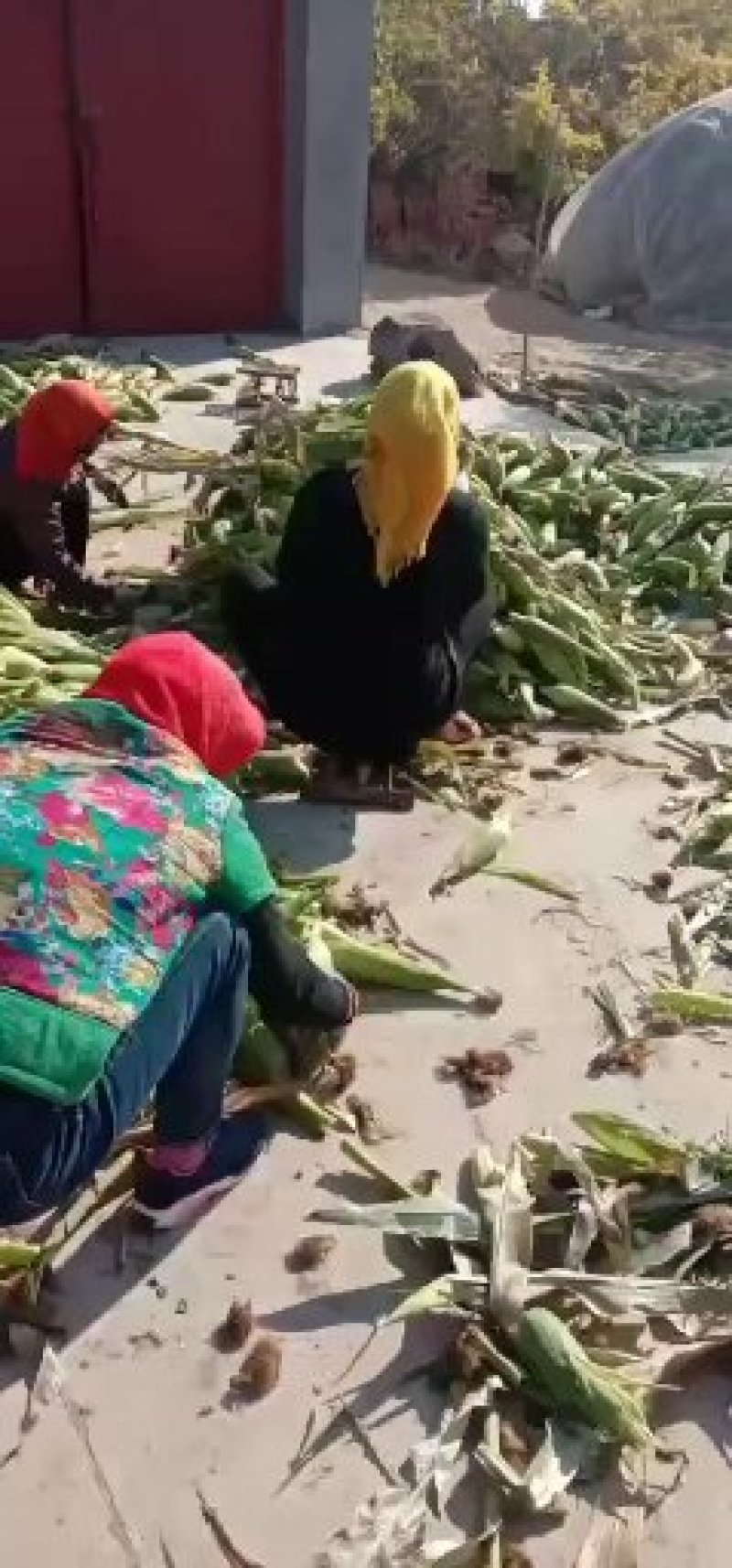 花甜糯玉米种子，质量保证，绝无欺骗，请放心种植。