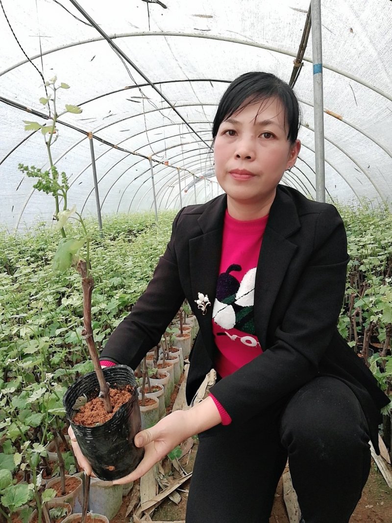 优质夏黑葡萄苗基地直发品种诚信经营放心苗