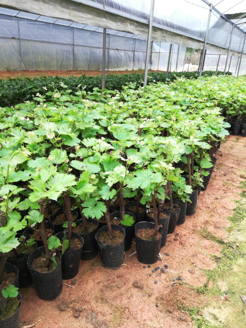优质夏黑葡萄苗基地直发品种诚信经营放心苗
