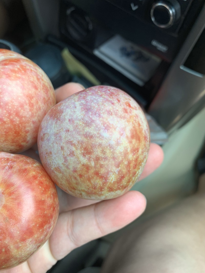 恐龙蛋李子，味帝李子，各种规格小苗，定值树