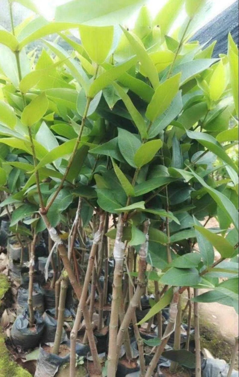 优质黑金刚，大叶红，黑糖芭比莲雾苗，基地直批，放心苗