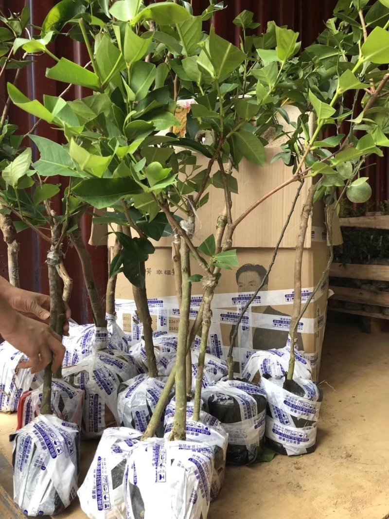 优质黑金刚，大叶红，黑糖芭比莲雾苗，基地直批，放心苗