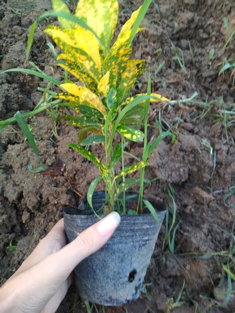 供应大量洒金榕