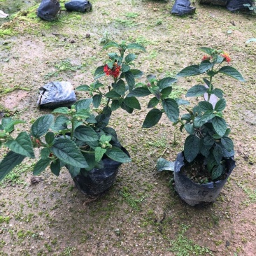 红花马樱丹