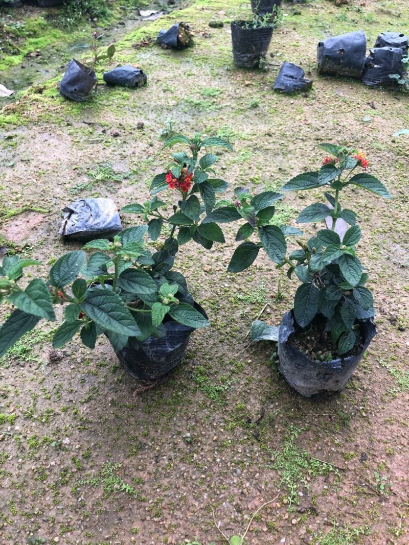 红花马樱丹