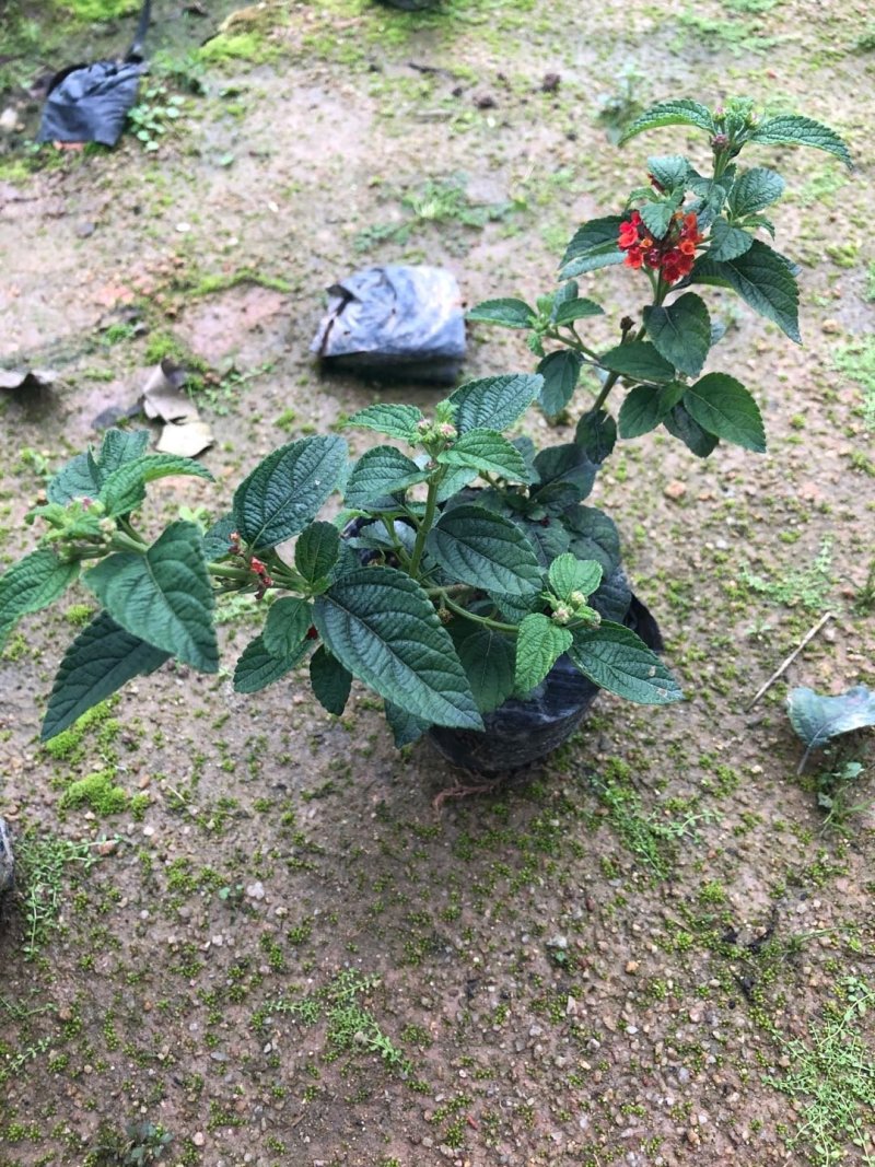 红花马樱丹