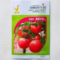 西红柿种子，粉抗8号种子早熟品种种子耐运输品种