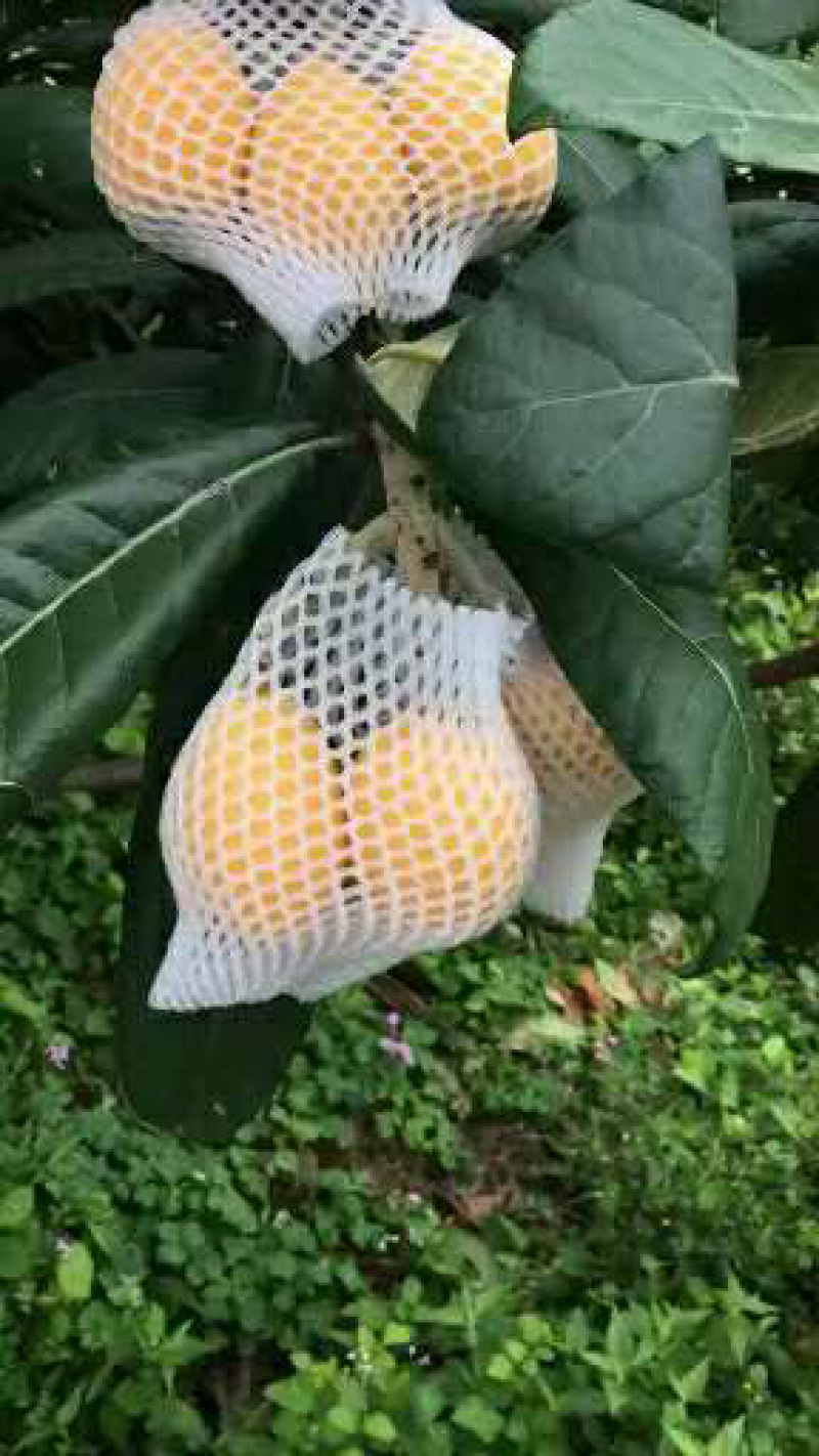 枇杷6号早钟解放钟