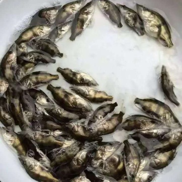 桂鱼