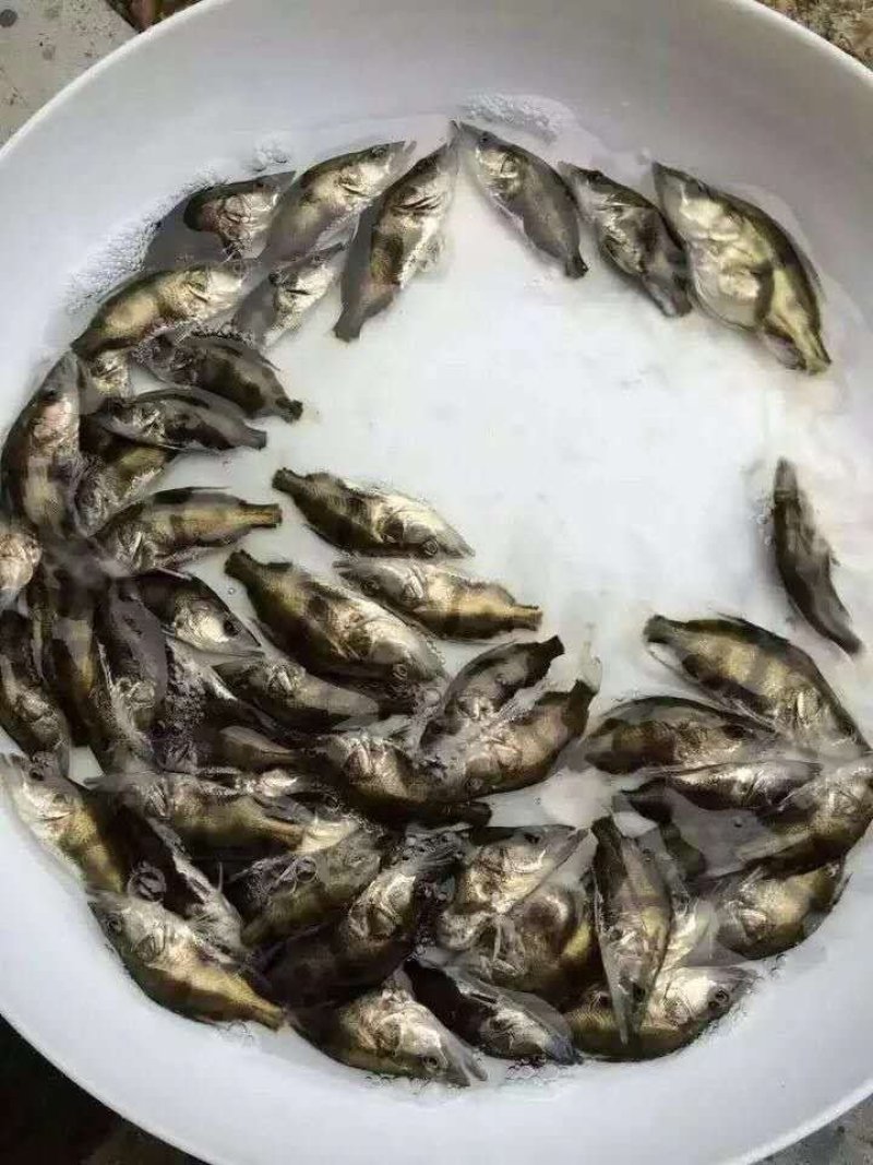 桂鱼