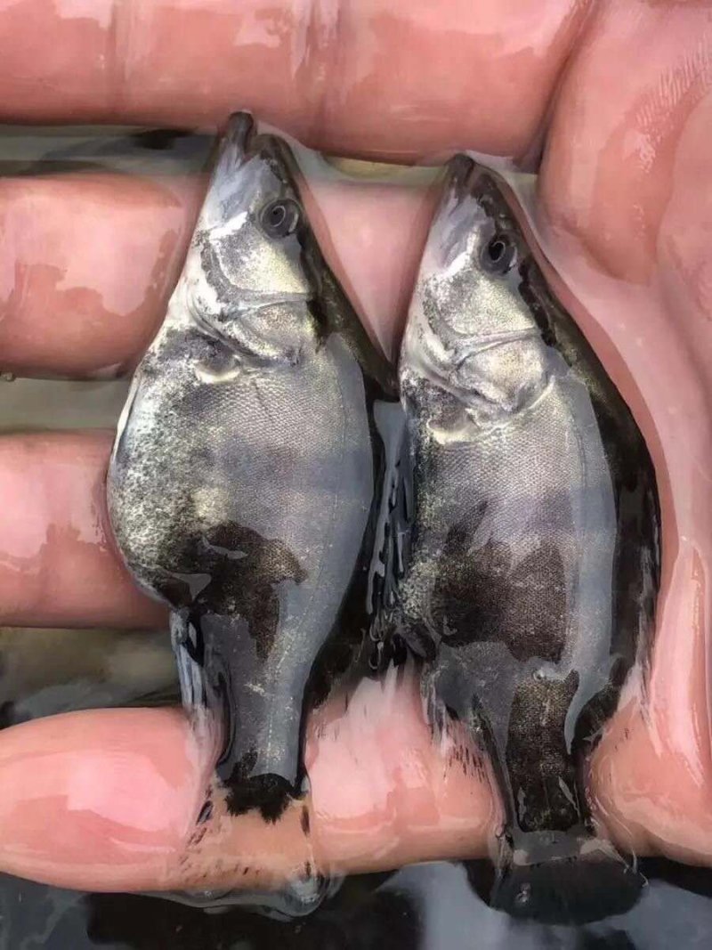 桂鱼