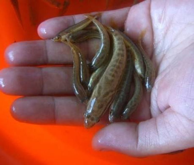 黑鱼