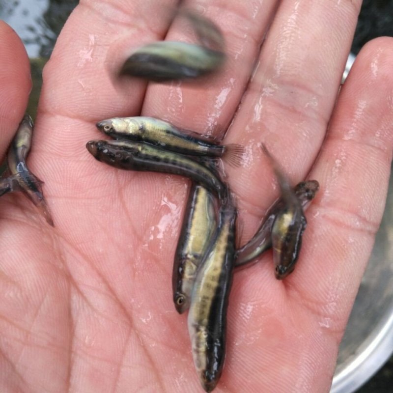 黑鱼