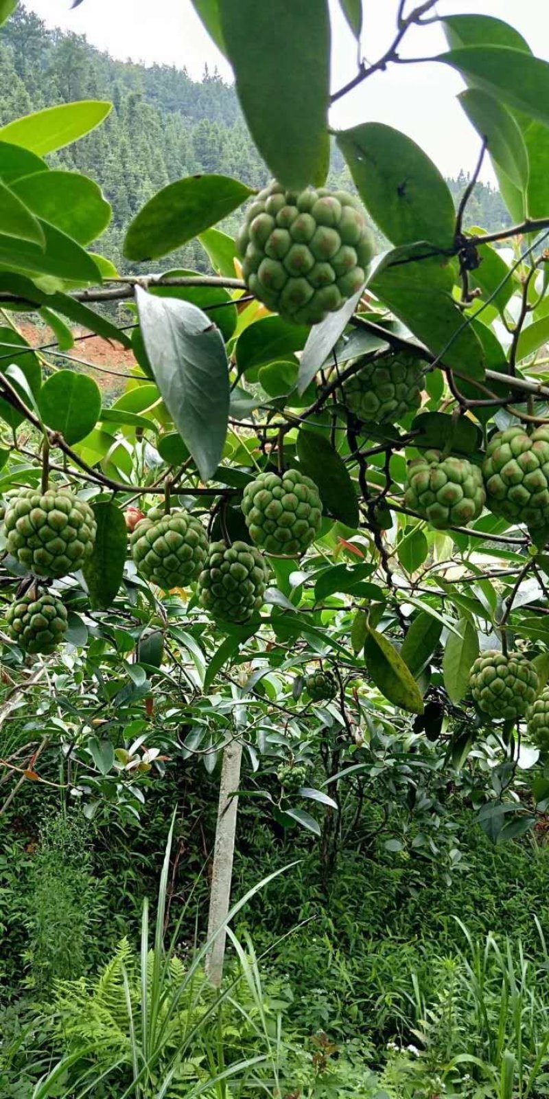 黑老虎苗布福娜苗南北方种植当年结果