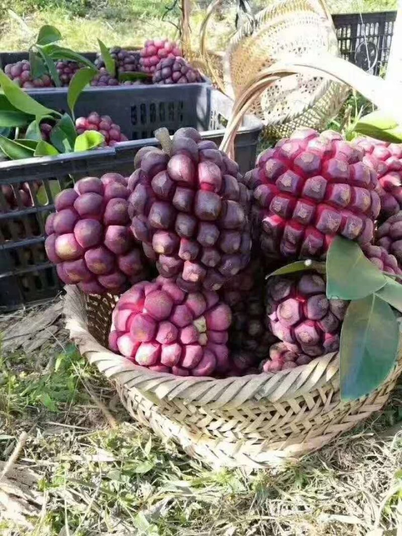 黑老虎苗布福娜苗南北方种植当年结果