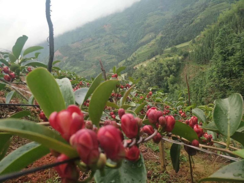 黑老虎苗布福娜苗南北方种植当年结果