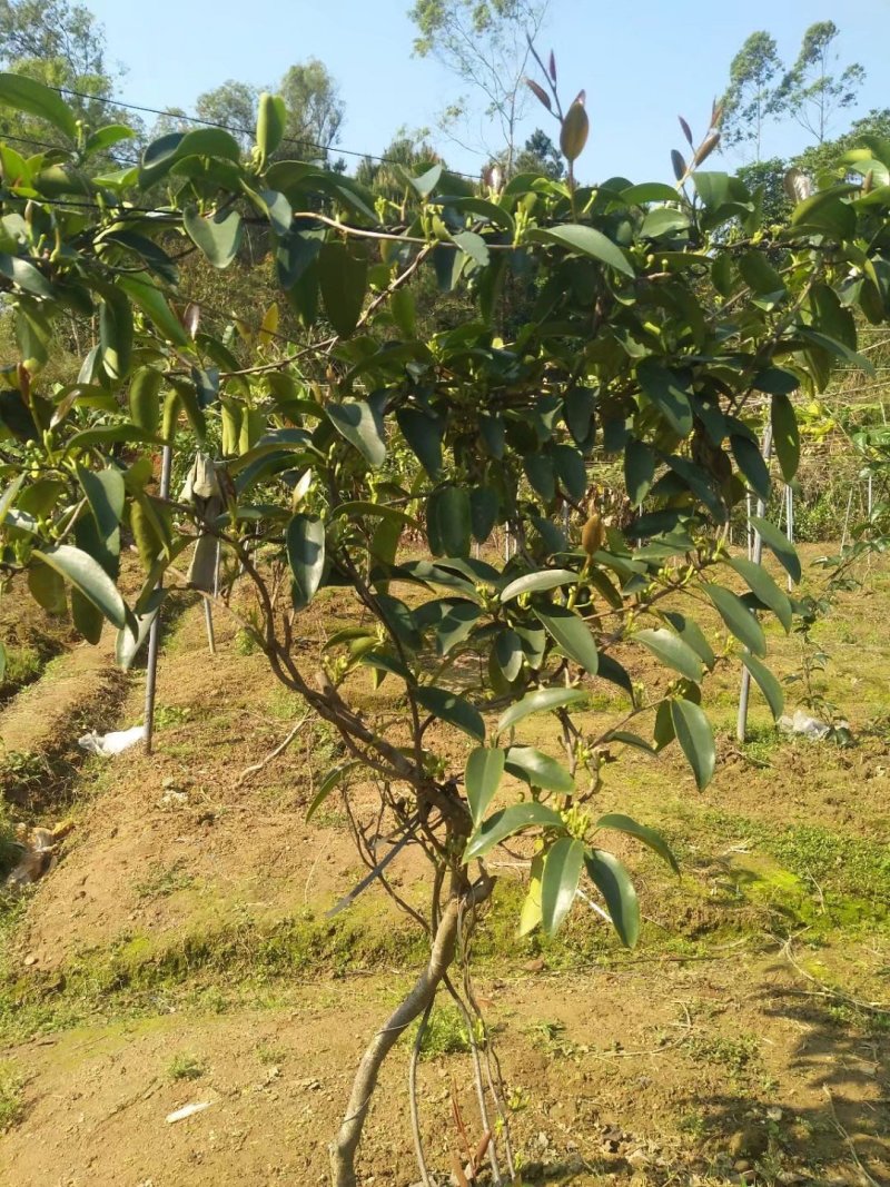 黑老虎苗布福娜苗南北方种植当年结果