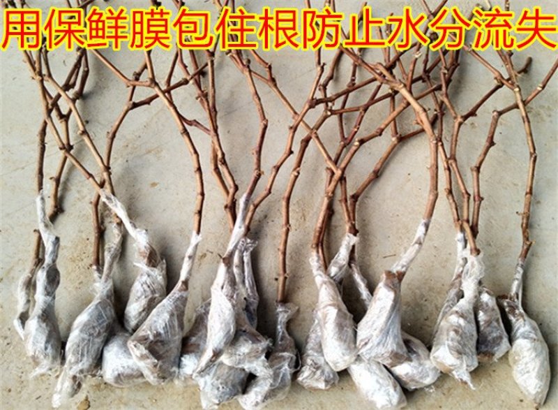 蓝宝石葡萄树苗阳光玫瑰葡萄苗特大南方北方种植庭院地栽盆栽
