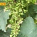 蓝宝石葡萄树苗阳光玫瑰葡萄苗特大南方北方种植庭院地栽盆栽
