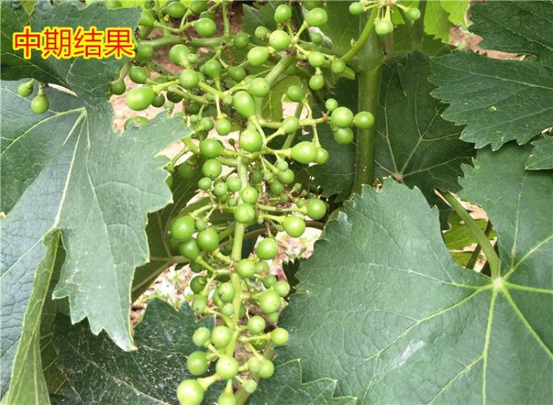 蓝宝石葡萄树苗阳光玫瑰葡萄苗特大南方北方种植庭院地栽盆栽
