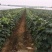 蓝宝石葡萄树苗阳光玫瑰葡萄苗特大南方北方种植庭院地栽盆栽