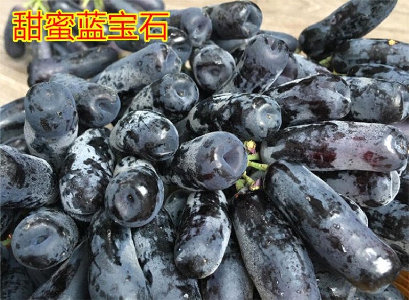 蓝宝石葡萄树苗阳光玫瑰葡萄苗特大南方北方种植庭院地栽盆栽