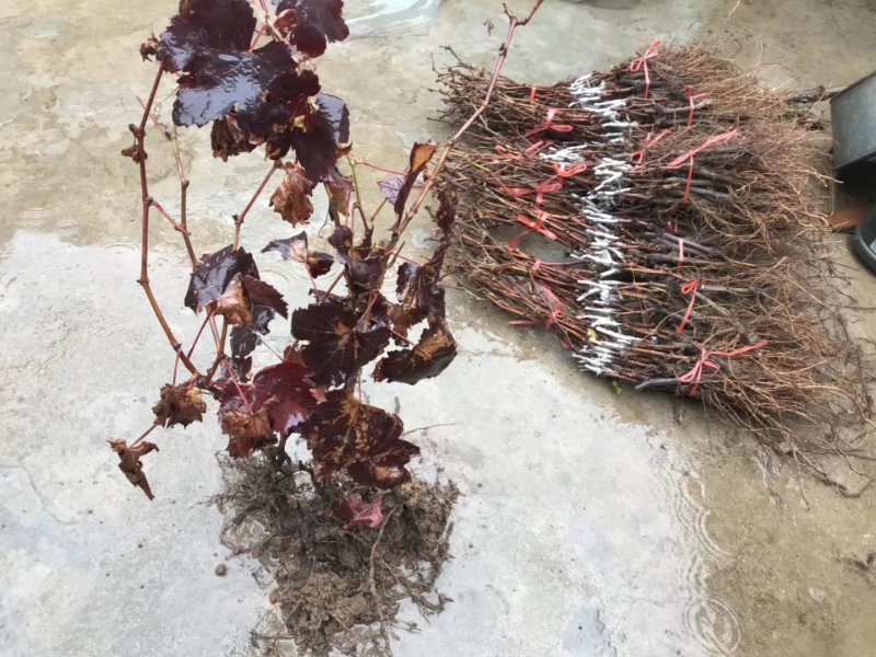蓝宝石葡萄树苗阳光玫瑰葡萄苗特大南方北方种植庭院地栽盆栽
