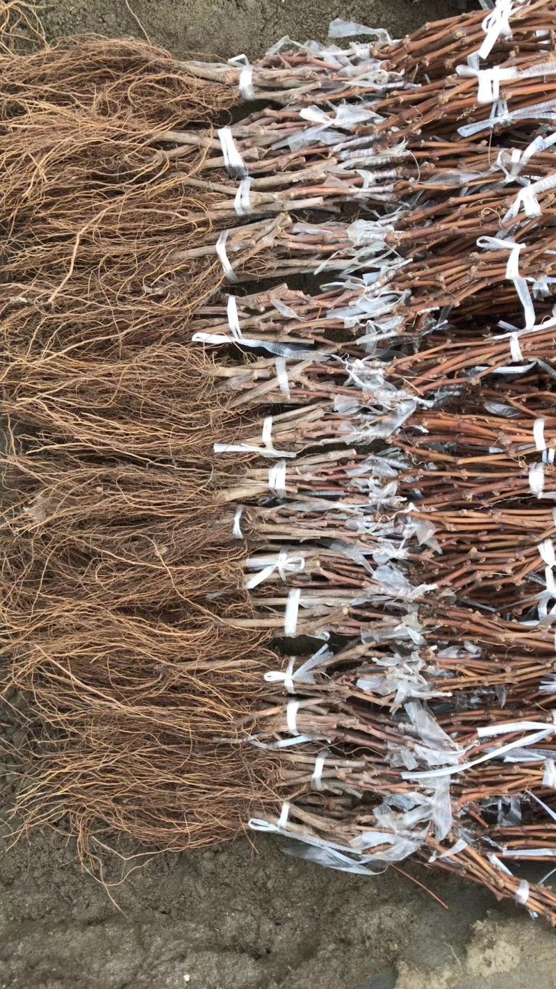 蓝宝石葡萄树苗阳光玫瑰葡萄苗特大南方北方种植庭院地栽盆栽