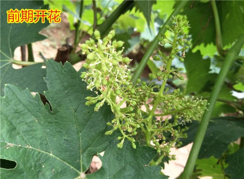 蓝宝石葡萄树苗阳光玫瑰葡萄苗特大南方北方种植庭院地栽盆栽