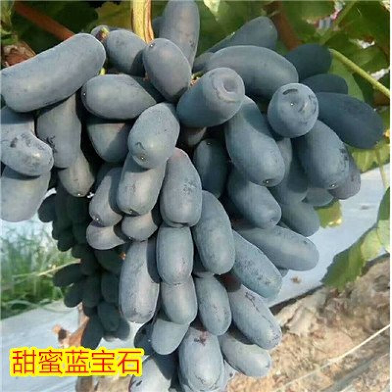 蓝宝石葡萄树苗阳光玫瑰葡萄苗特大南方北方种植庭院地栽盆栽