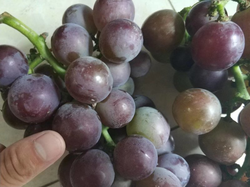 蓝宝石葡萄树苗阳光玫瑰葡萄苗特大南方北方种植庭院地栽盆栽