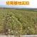 蓝宝石葡萄树苗阳光玫瑰葡萄苗特大南方北方种植庭院地栽盆栽