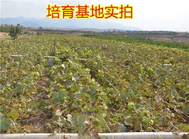 蓝宝石葡萄树苗阳光玫瑰葡萄苗特大南方北方种植庭院地栽盆栽