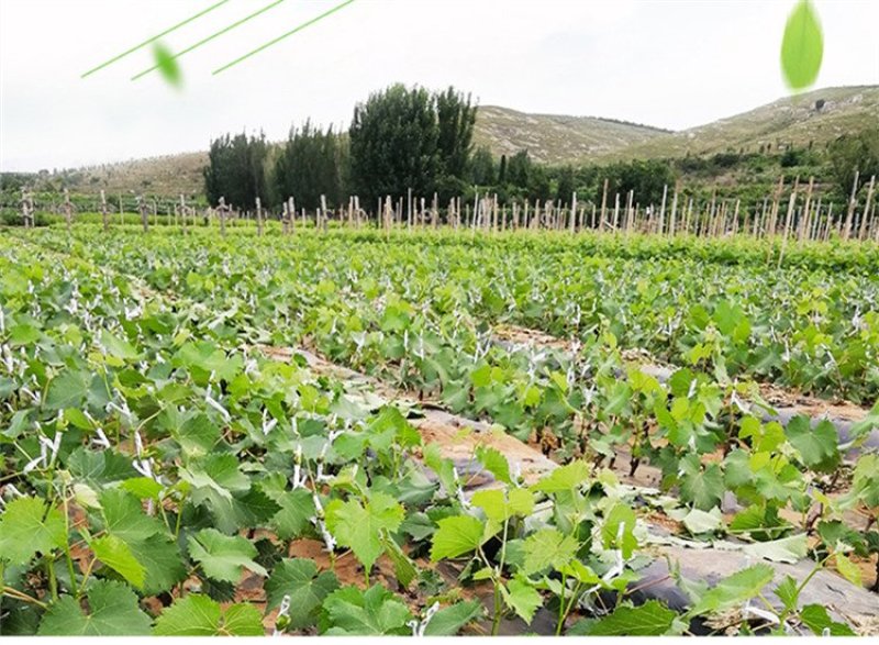 蓝宝石葡萄树苗阳光玫瑰葡萄苗特大南方北方种植庭院地栽盆栽