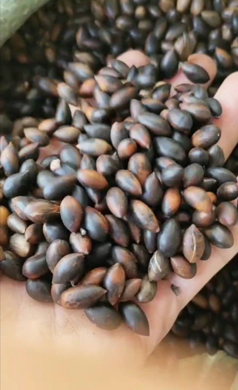 金丝楠木金丝楠木种子大量批发绿化树种种子批发