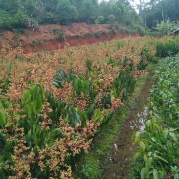 芒果苗金煌台农桂七四季芒红贵妃凯特澳芒