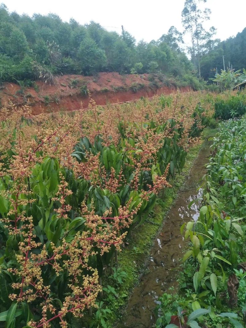 芒果苗金煌台农桂七四季芒红贵妃凯特澳芒