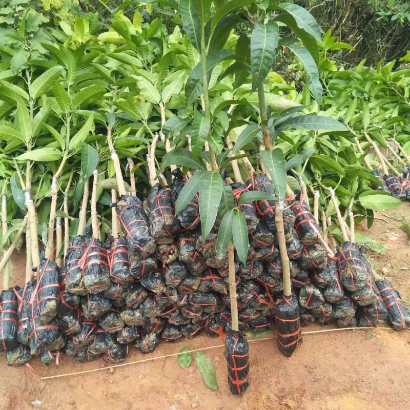 芒果苗金煌台农桂七四季芒红贵妃凯特澳芒