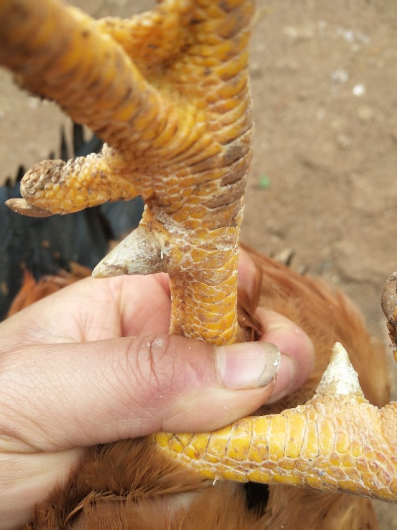 土鸡，阉鸡，林下生态放养