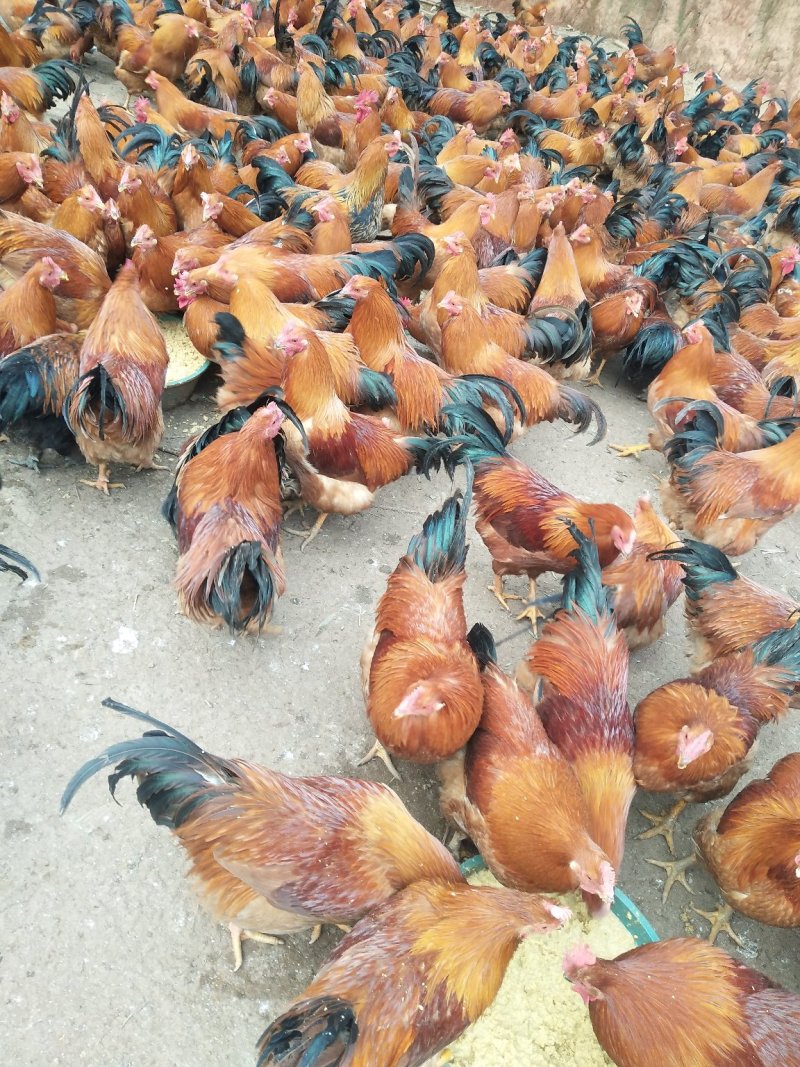 土鸡，阉鸡，林下生态放养